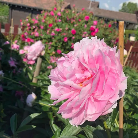 Jolie Dans Bed & Breakfast Le Vaud